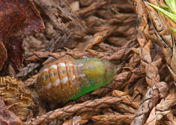 Juniper Hairstreak early chrysalis